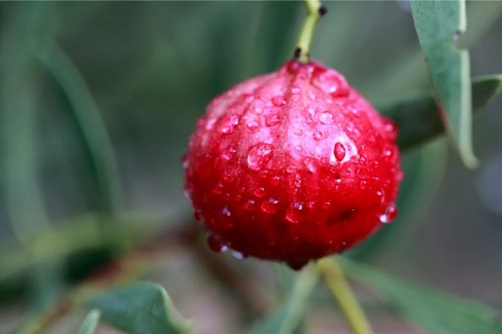 Quandong